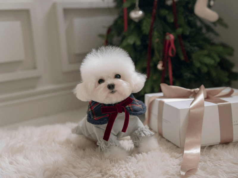 Holiday Collection