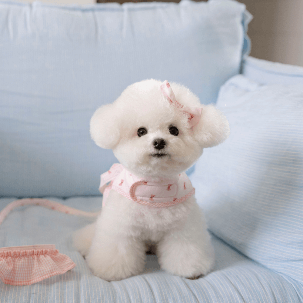 XOXO Candy Leash(Pink)