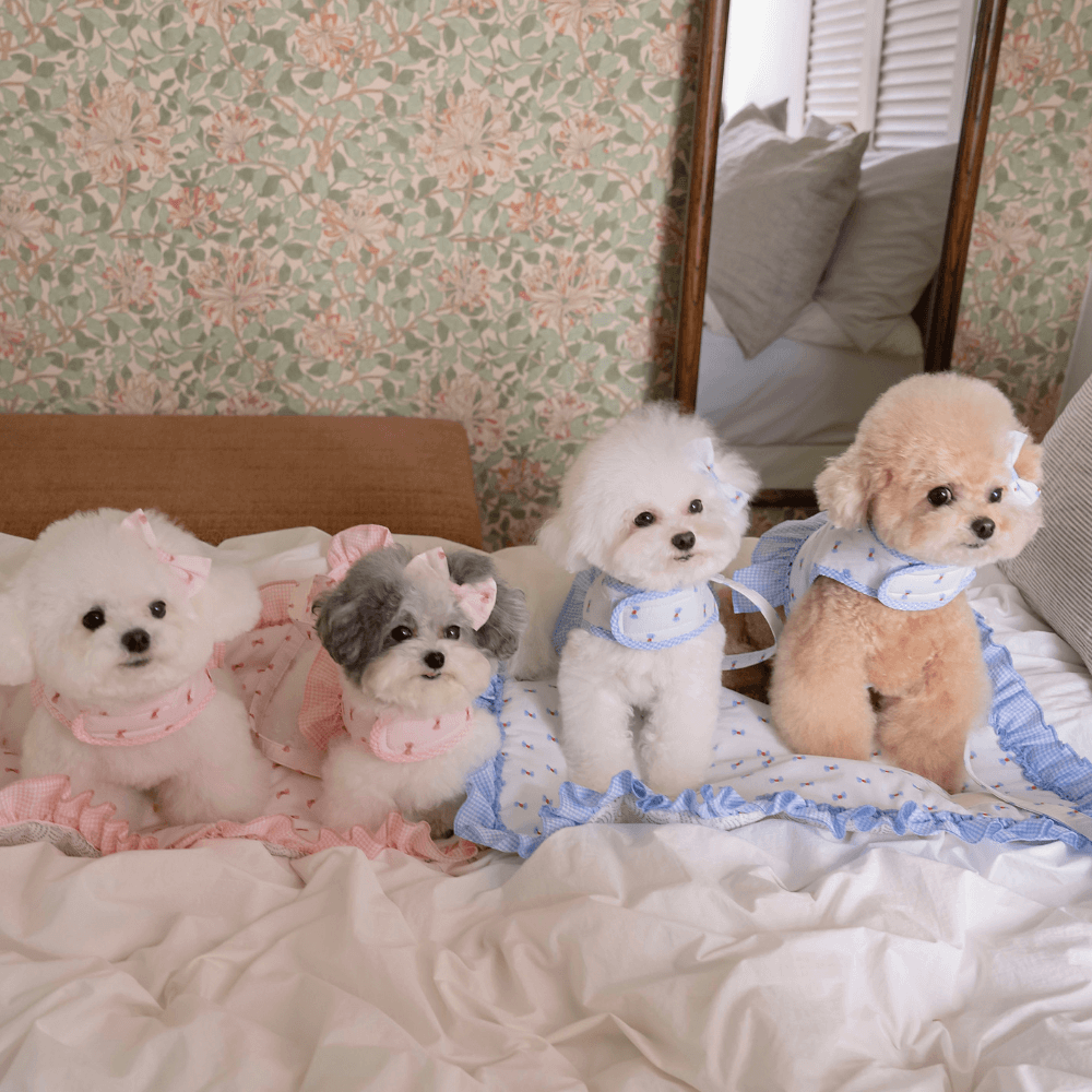 XOXO Candy Leash(Pink)