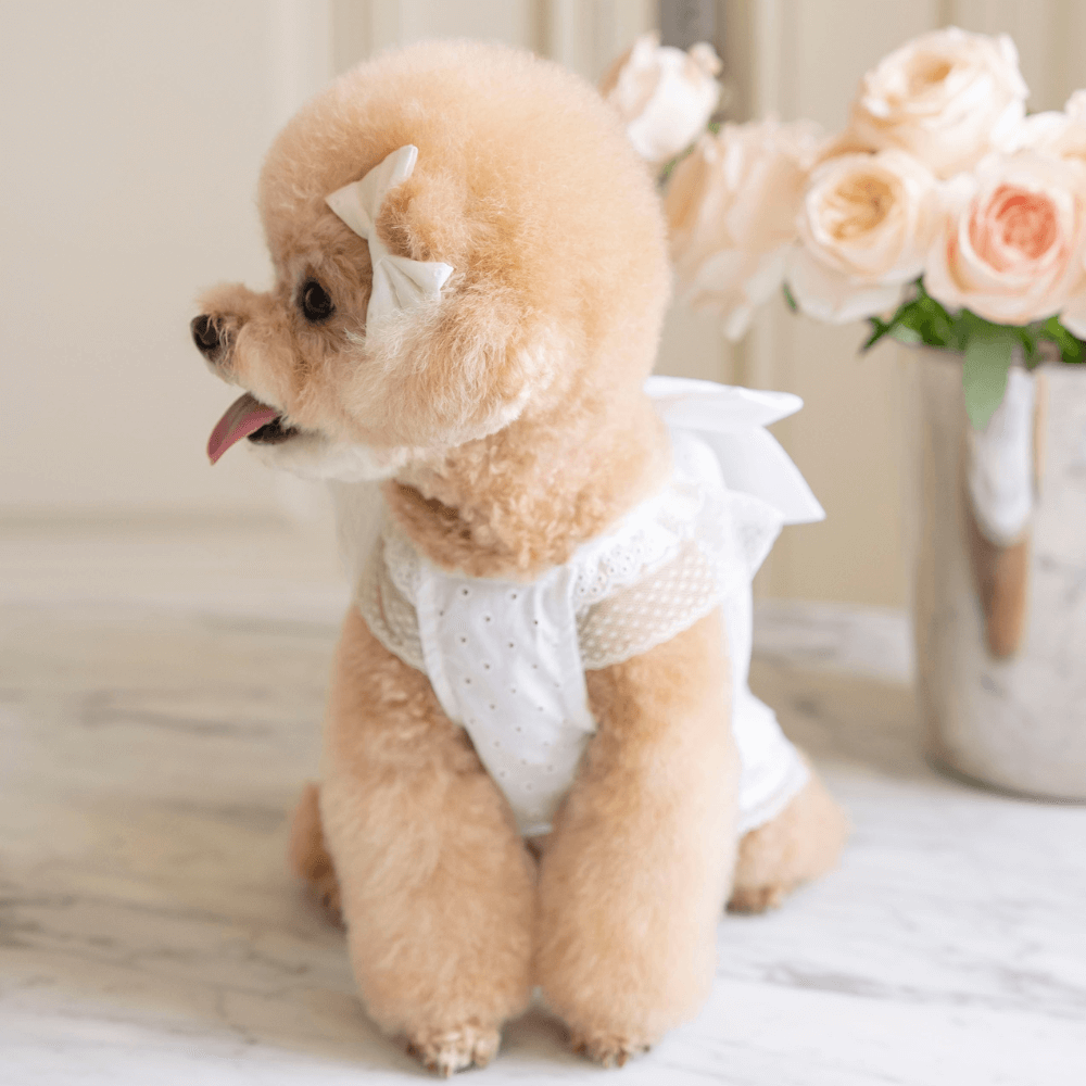 Malibu Dress(White Dot)