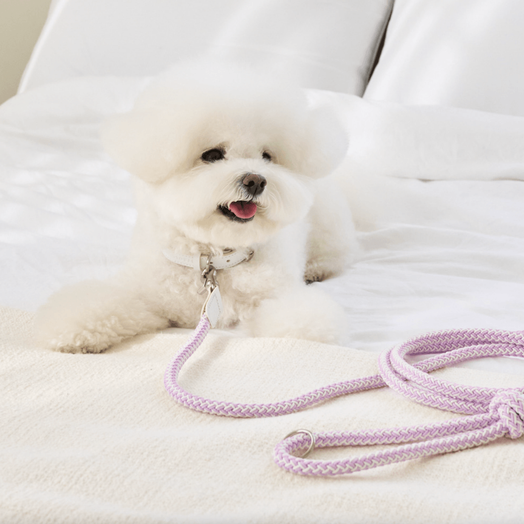 Stroll Rope Collar & Leash New Lilac