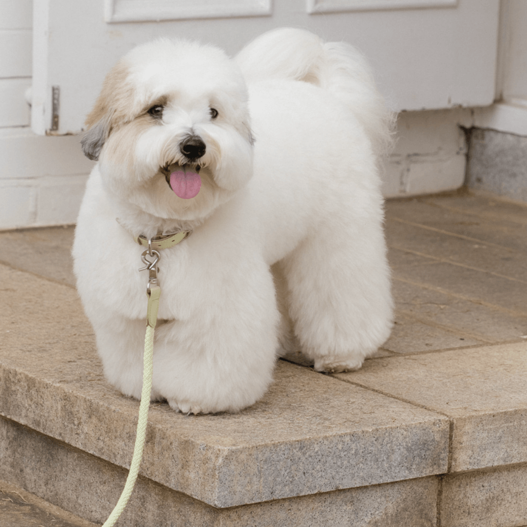 Rope Leash (Pistachio)