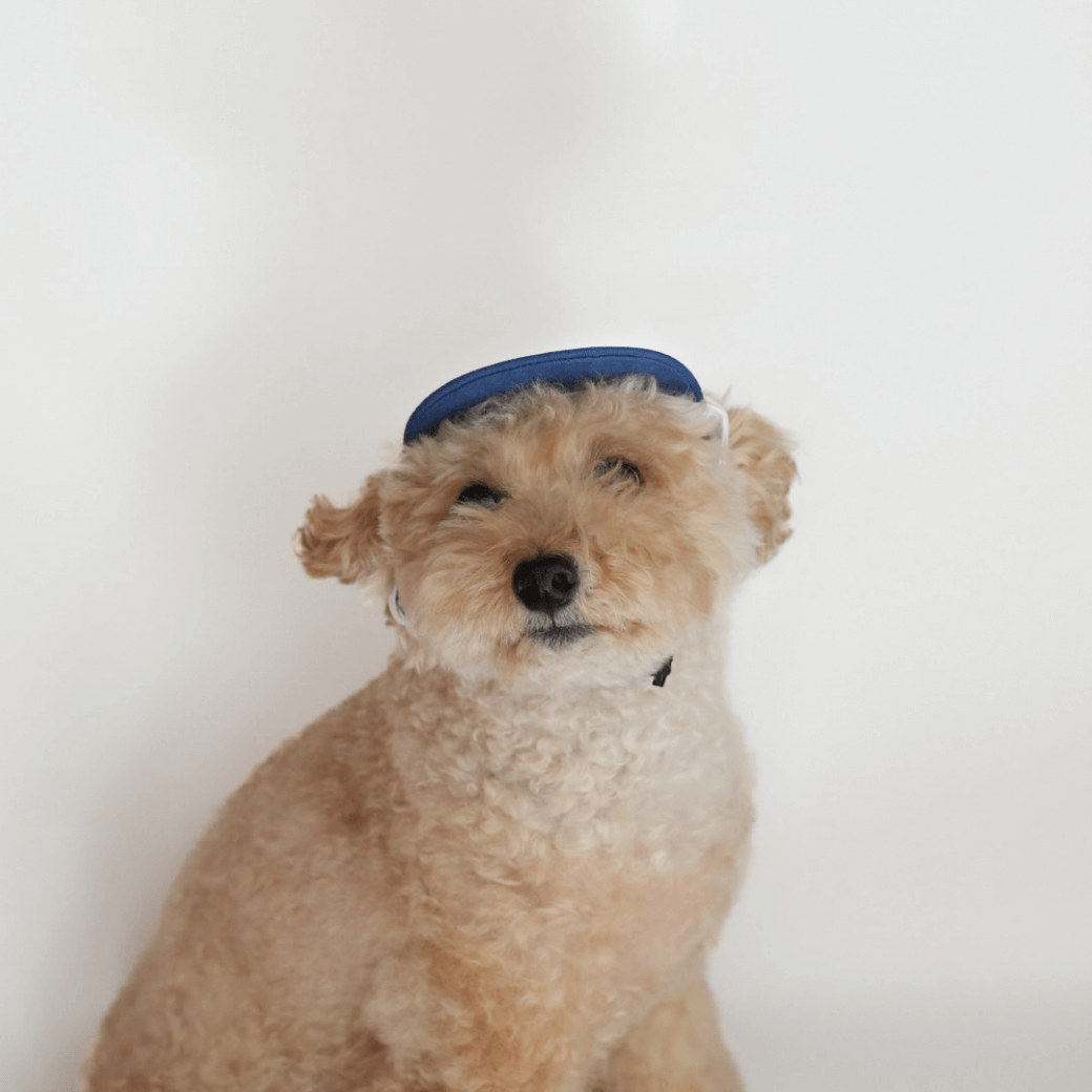 Dog Ball Cap(4COLOR)