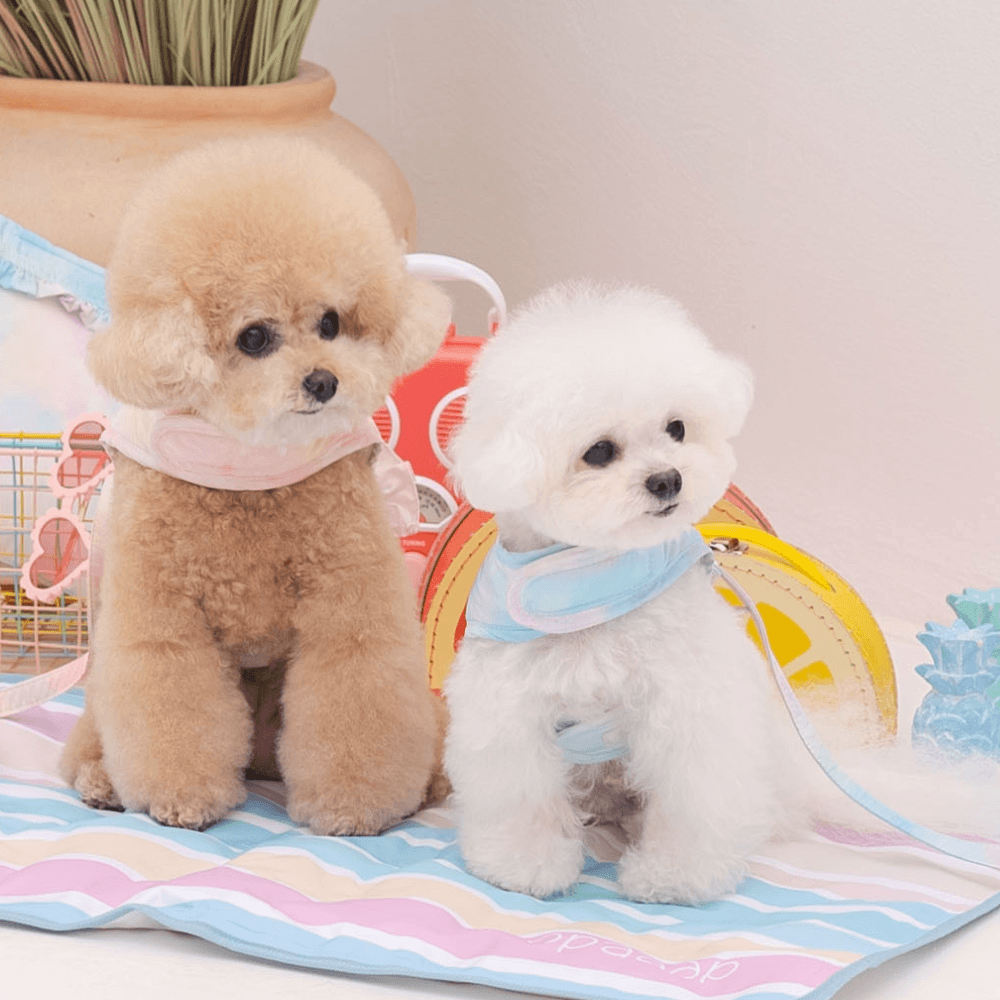 【5/12配送】Ice Water Harness(Aqua Breeze)