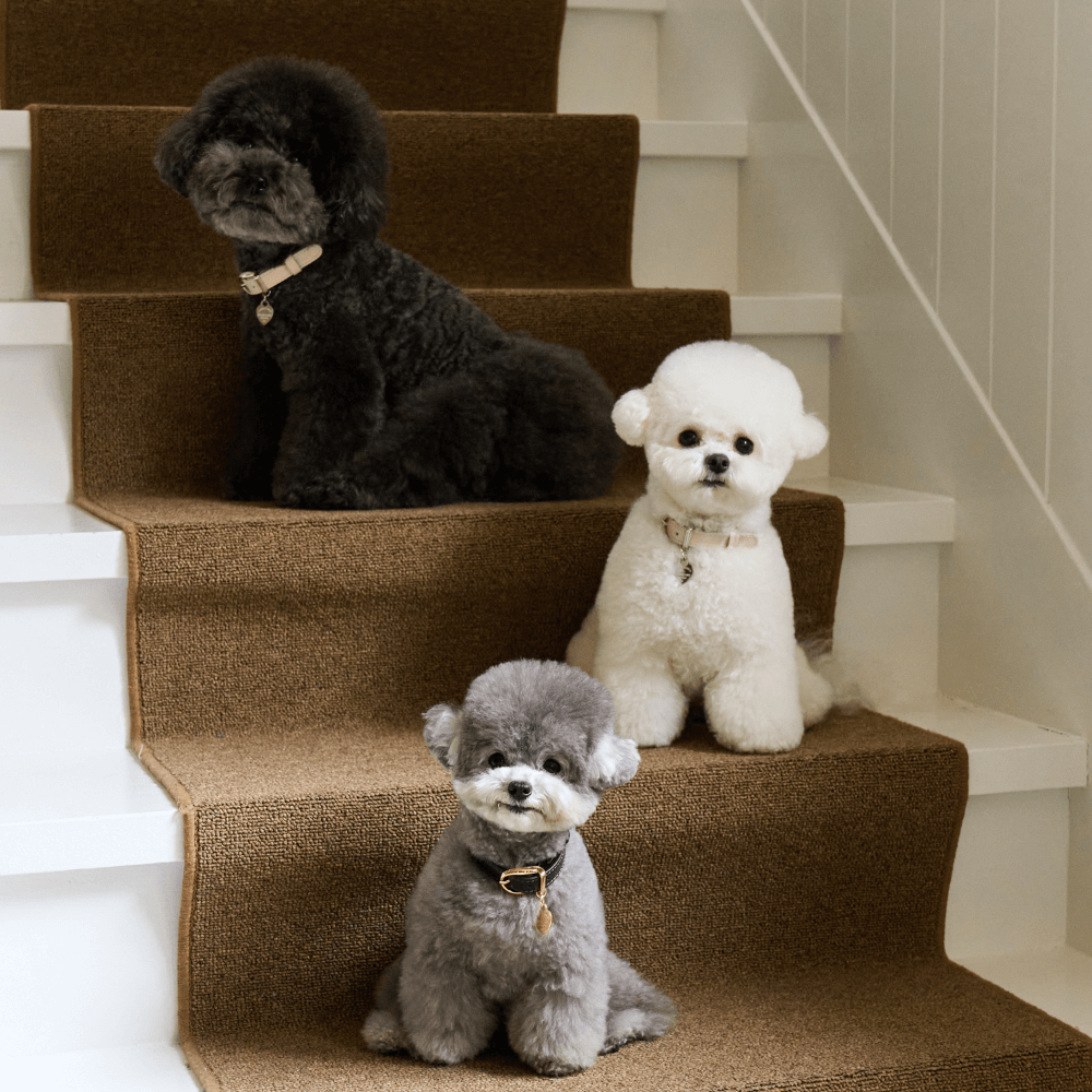 【予約】BLISS LEATHER COLLAR(Black)