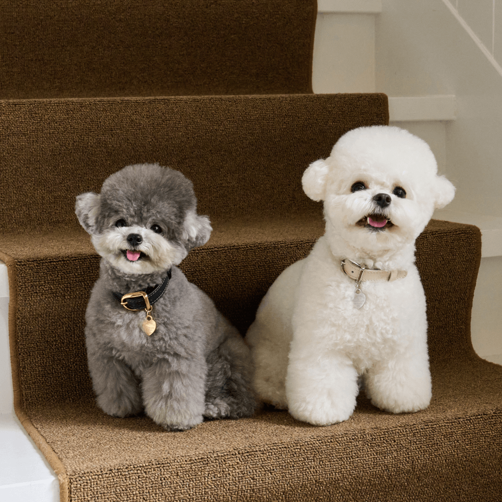 【予約】BLISS LEATHER COLLAR(Black)