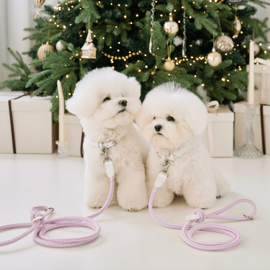 Stroll Rope Collar & Leash New Lilac