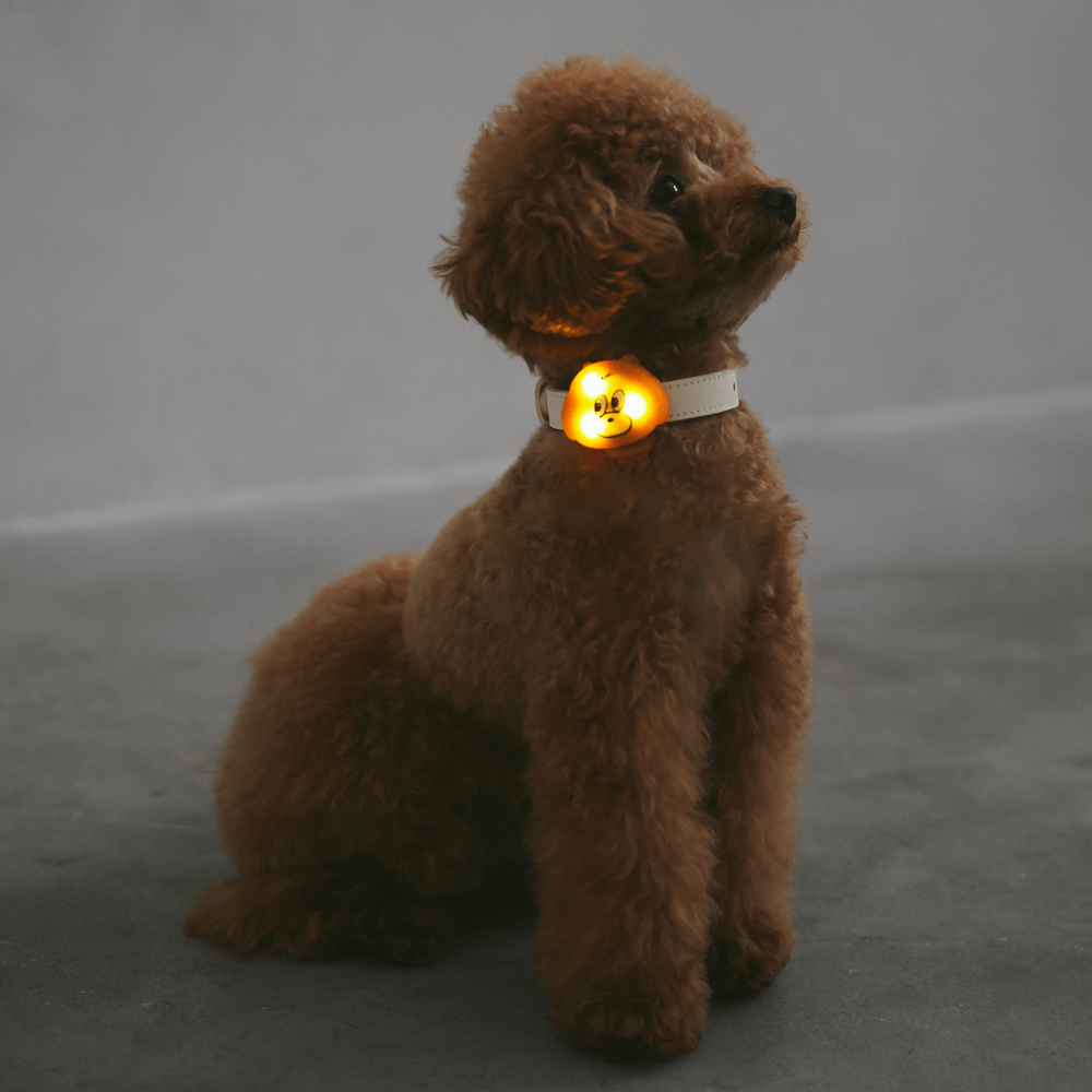 犬の夜散歩用LEDライト MINIME