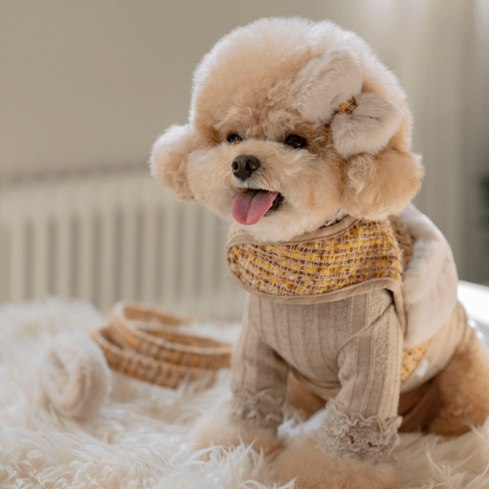 COCO Holiday Tweed Harness(Mustard Brown)