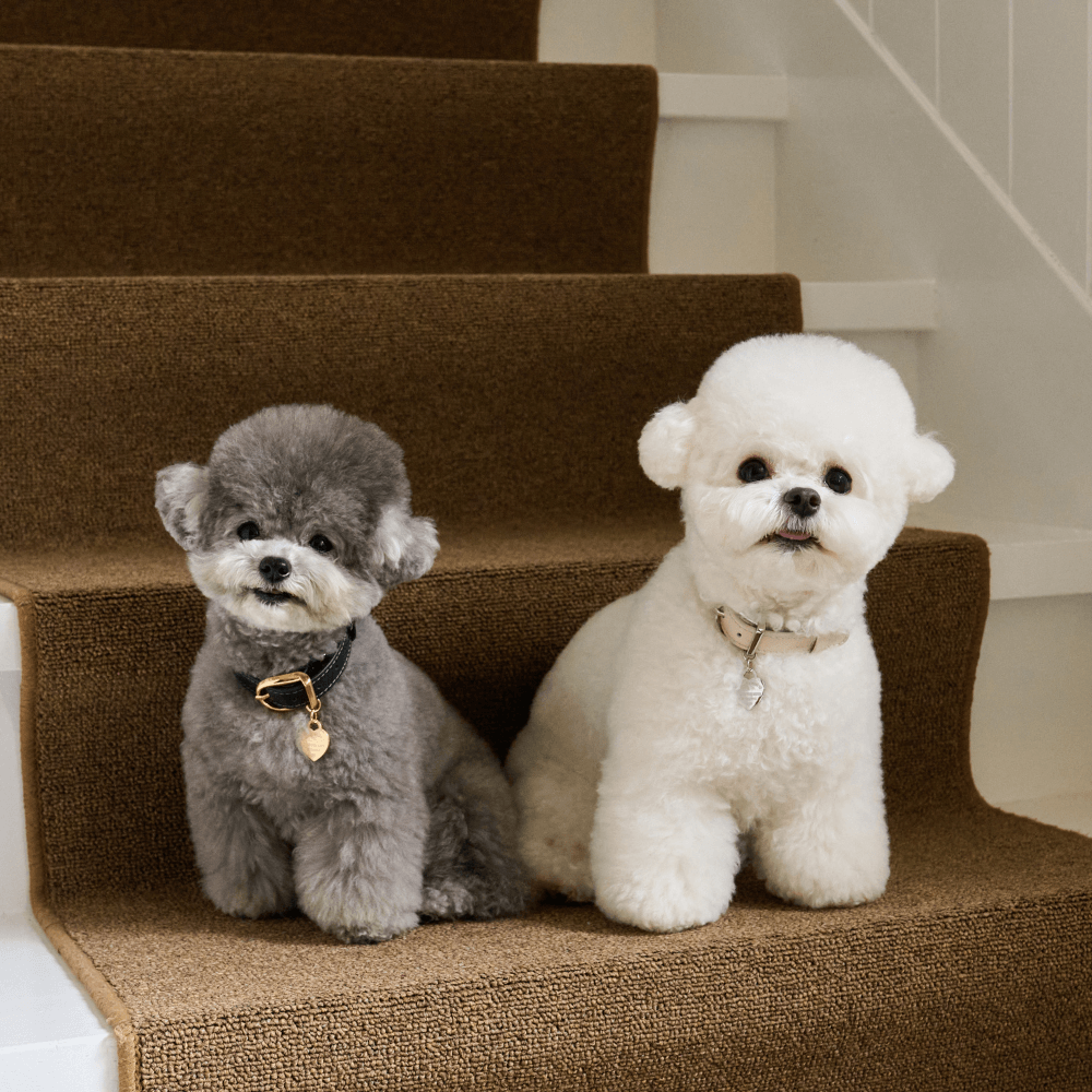 【予約】BLISS LEATHER COLLAR(Baby Cream)