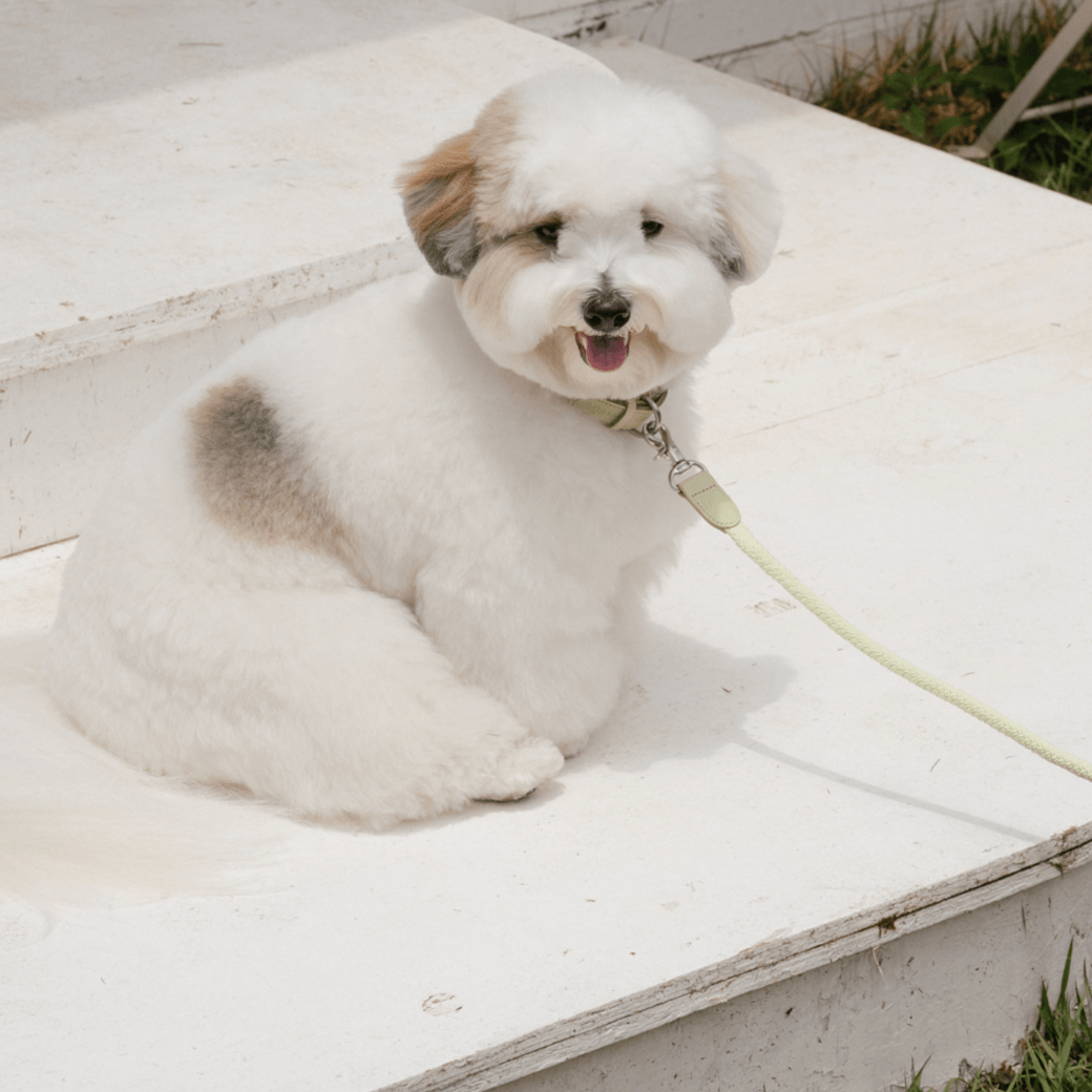 Rope Leash (Pistachio)