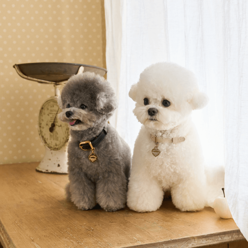 【予約】BLISS LEATHER COLLAR(Baby Cream)