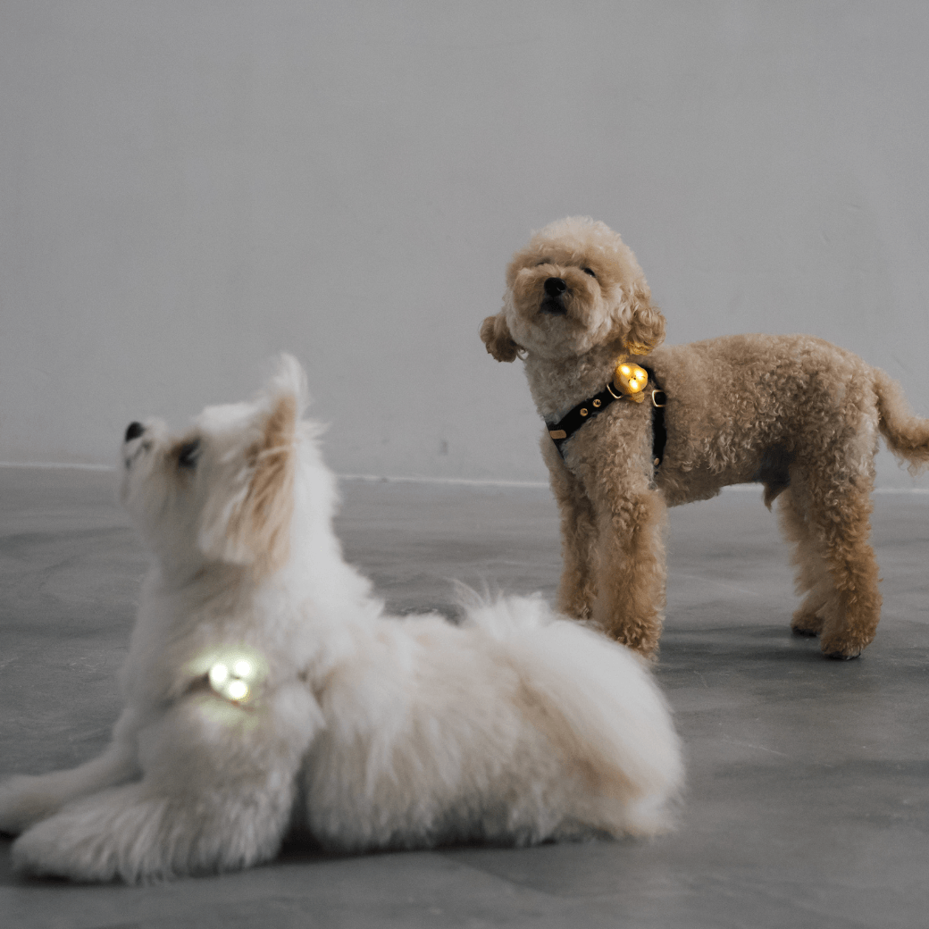 【Drawing day×MINIME】LEDお散歩ライト(CHON/ CHOCO)