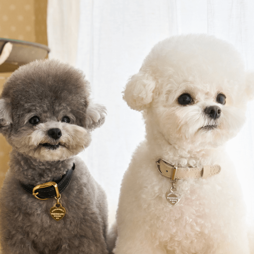 【予約】BLISS LEATHER COLLAR(Baby Cream)