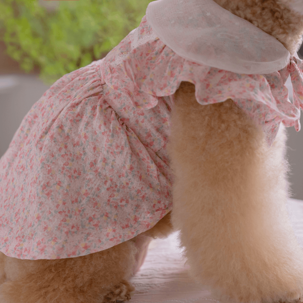 【予約】New Fairy Dress