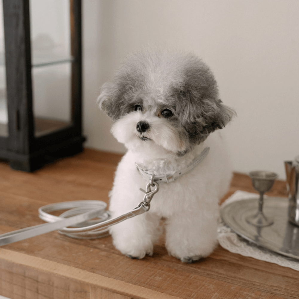 Lumiere Leash (Silver)