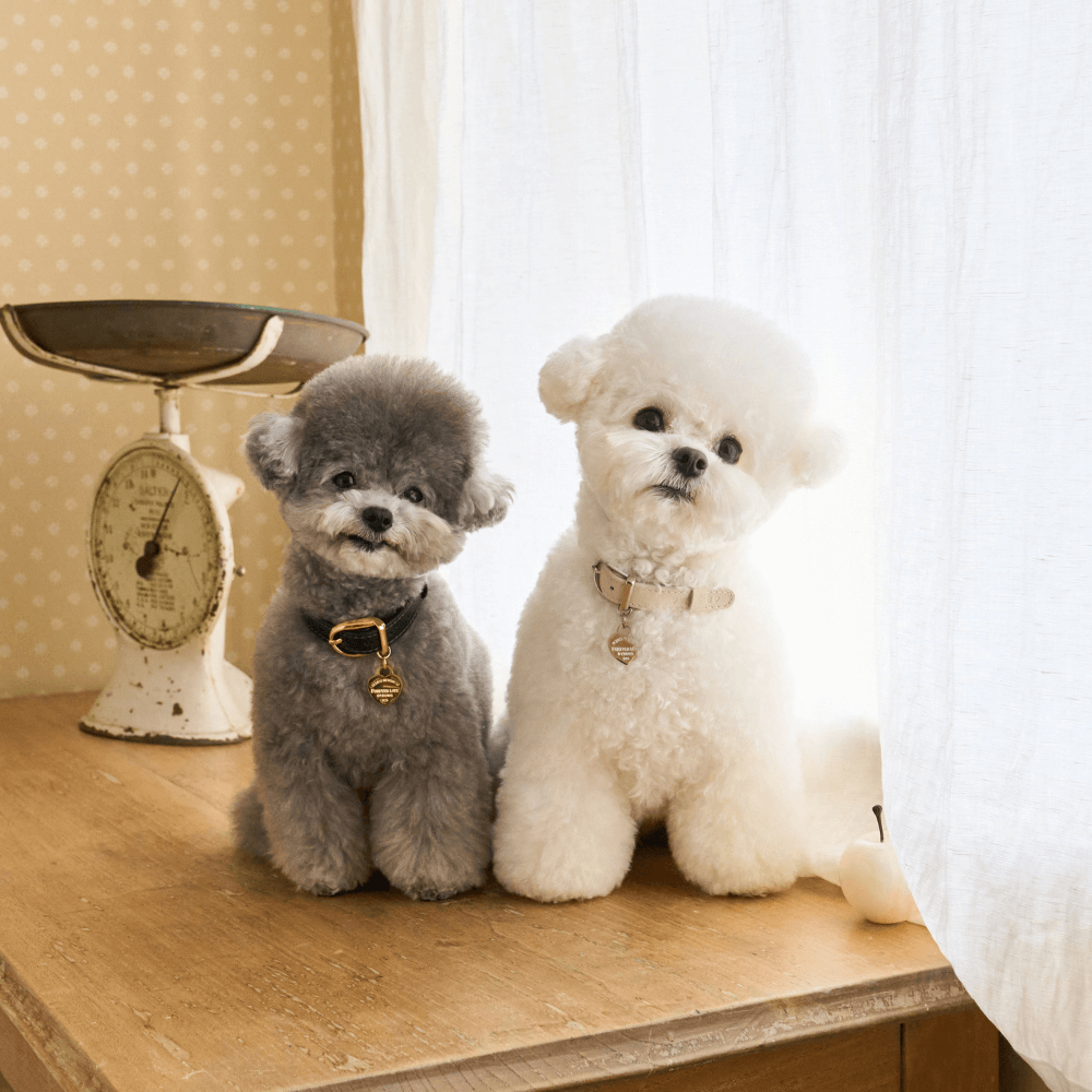 【予約】BLISS LEATHER COLLAR(Baby Cream)