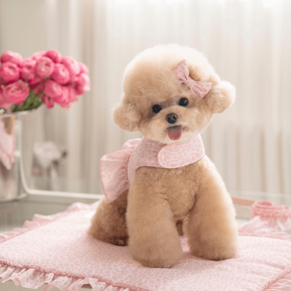 【予約】Leopard Pop Harness (pink)