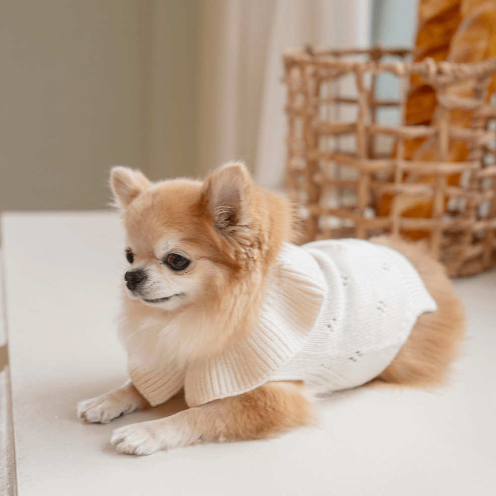 Frill Knit(Ivory)
