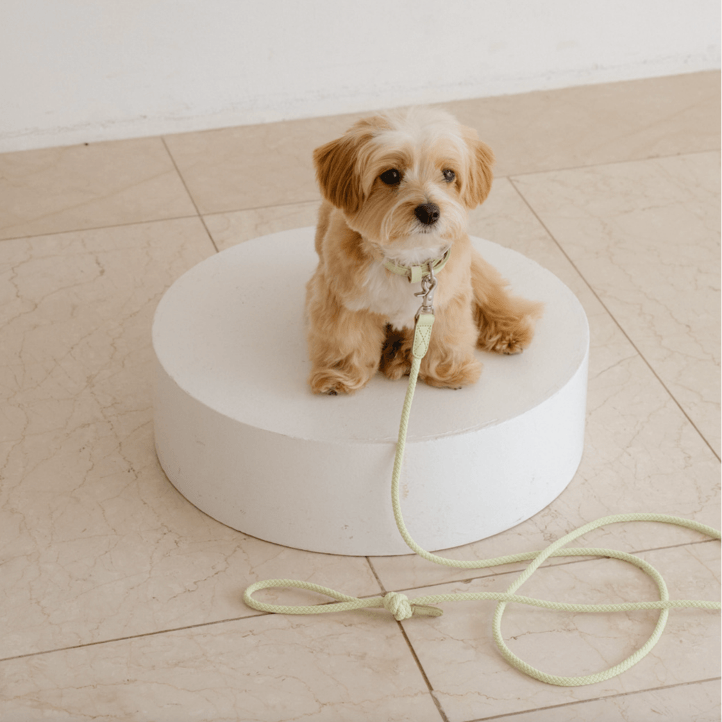 Rope Leash (Pistachio)