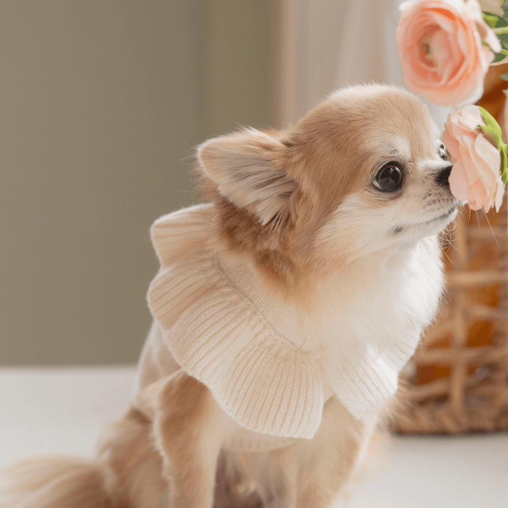 Frill Knit(Ivory)