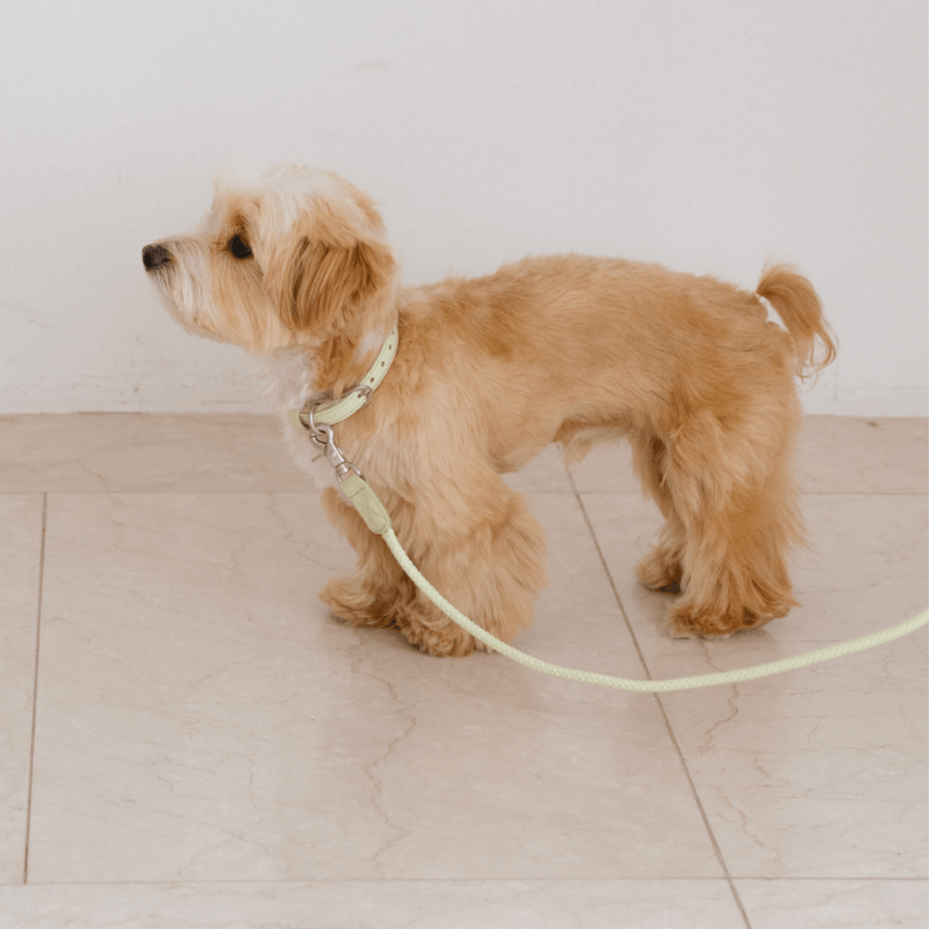 Rope Leash (Pistachio)
