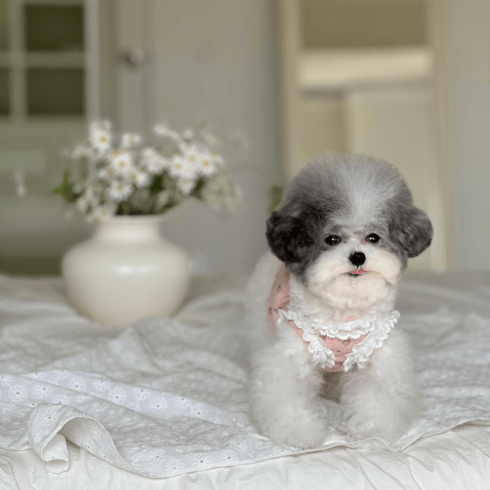 Flower Shower Dress(Pink)