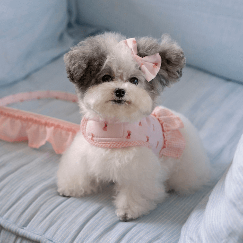 XOXO Candy Leash(Pink)