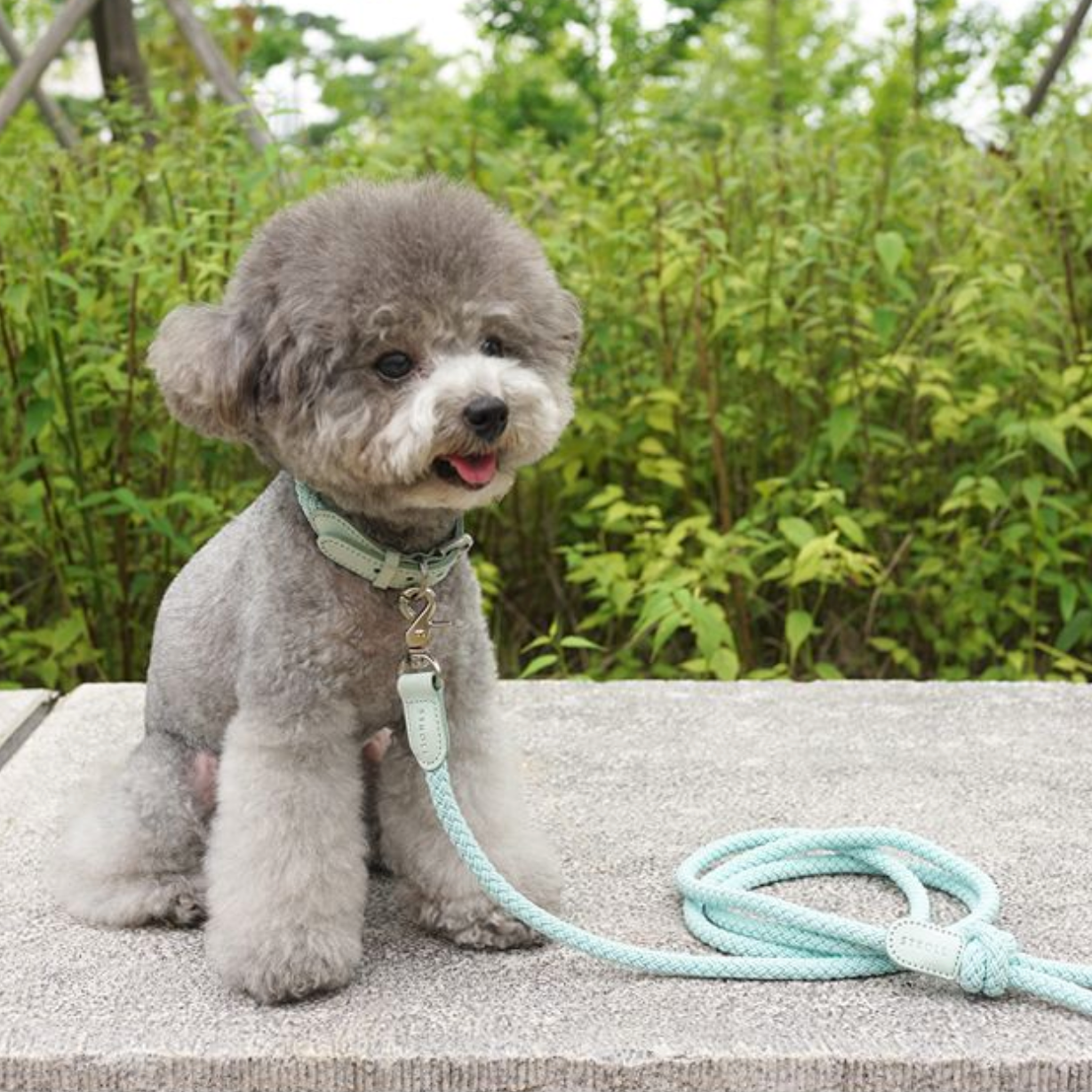 Classic Leash 1.8m 手持ちリード(ミント)