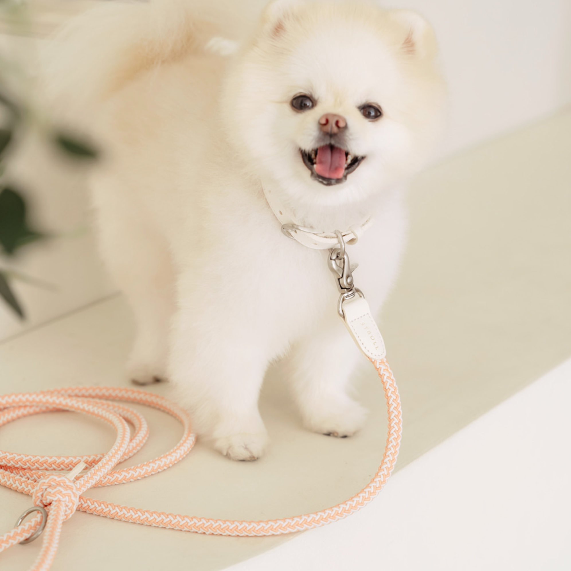 Classic Leash 1.8m 手持ちリード(コーラル)