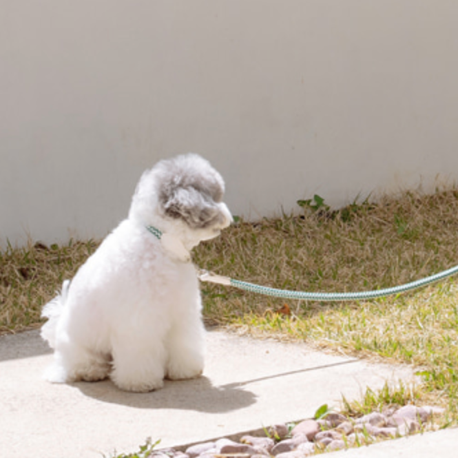 Rope Leash 1.8m 手持ちリード(フォレストグリーン)