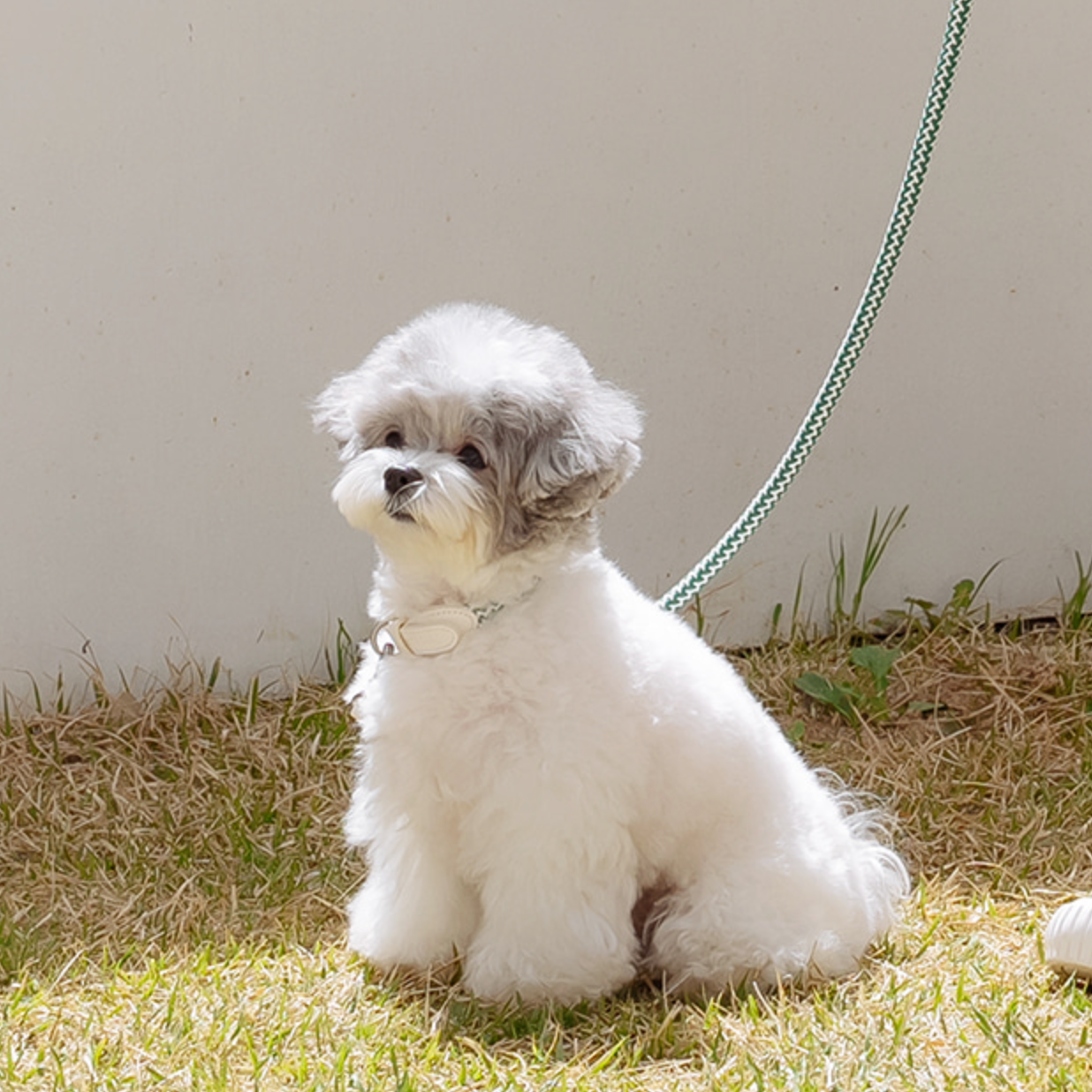Classic Leash 1.8m 手持ちリード(フォレストグリーン)