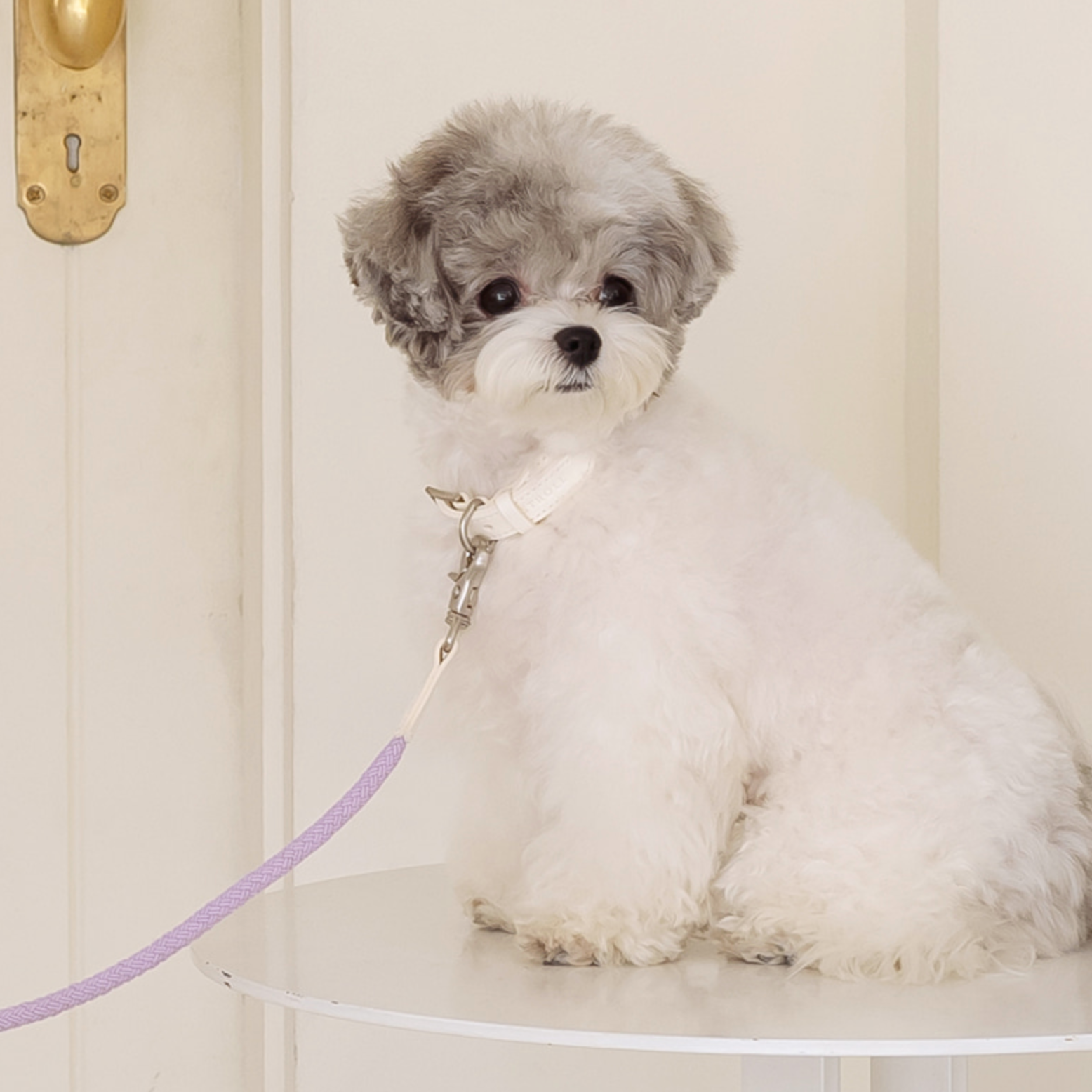 Rope Collar(ライラック)