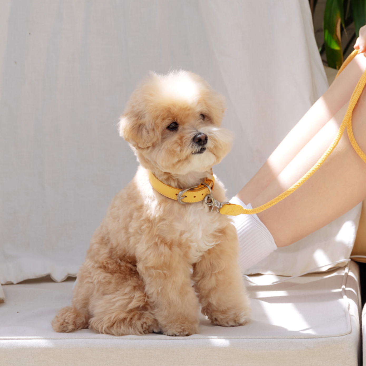 Rope Collar(バナナ)