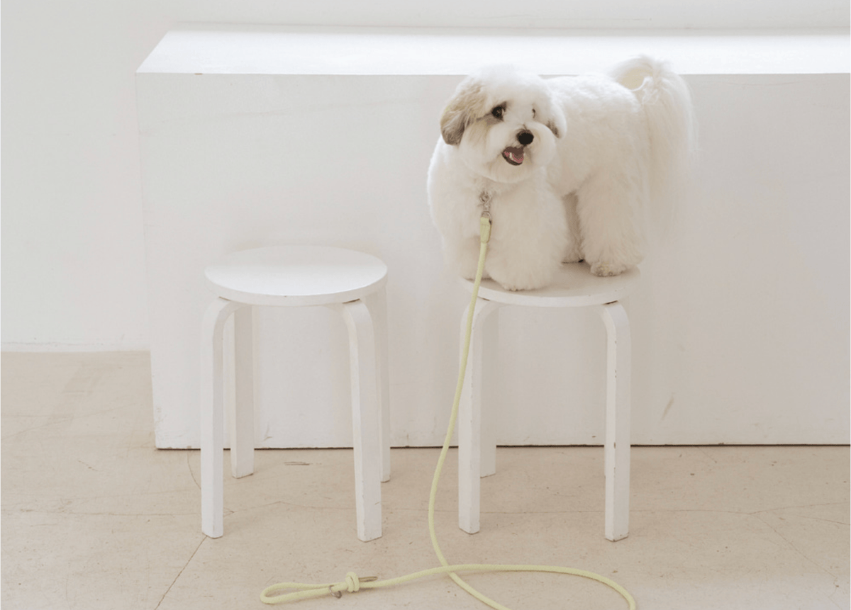 Stroll Rope Collar&Leash Pistachio ロープ首輪&リード