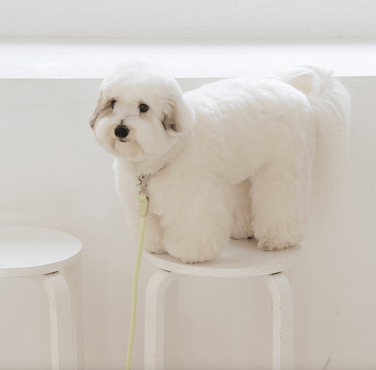 Stroll Rope Collar&Leash Pistachio ロープ首輪&リード