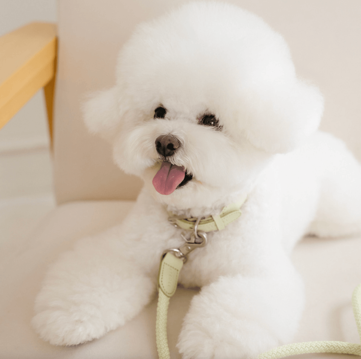Stroll Rope Collar&Leash Pistachio ロープ首輪&リード
