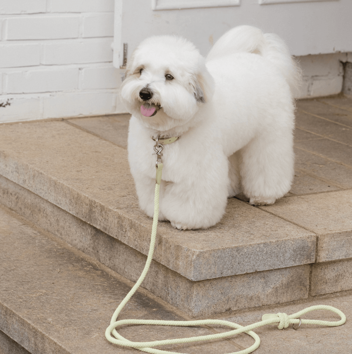 Stroll Rope Collar&Leash Pistachio ロープ首輪&リード