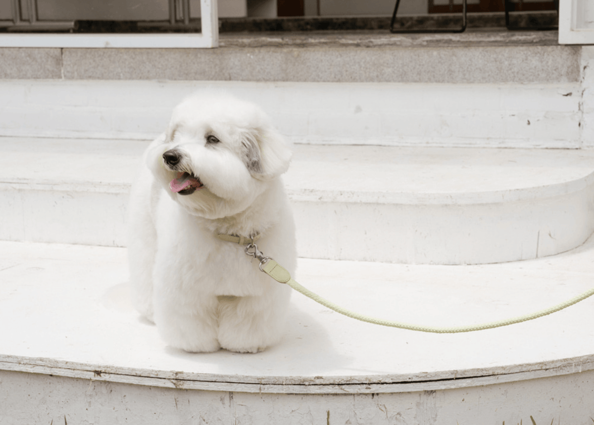 Stroll Rope Collar&Leash Pistachio ロープ首輪&リード