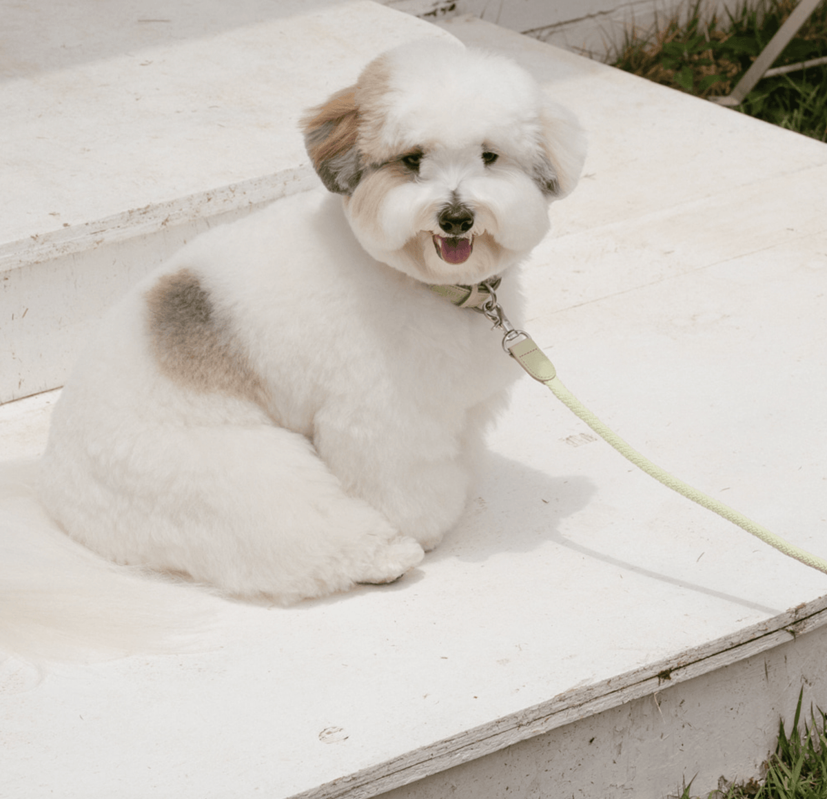 Stroll Rope Collar&Leash Pistachio ロープ首輪&リード