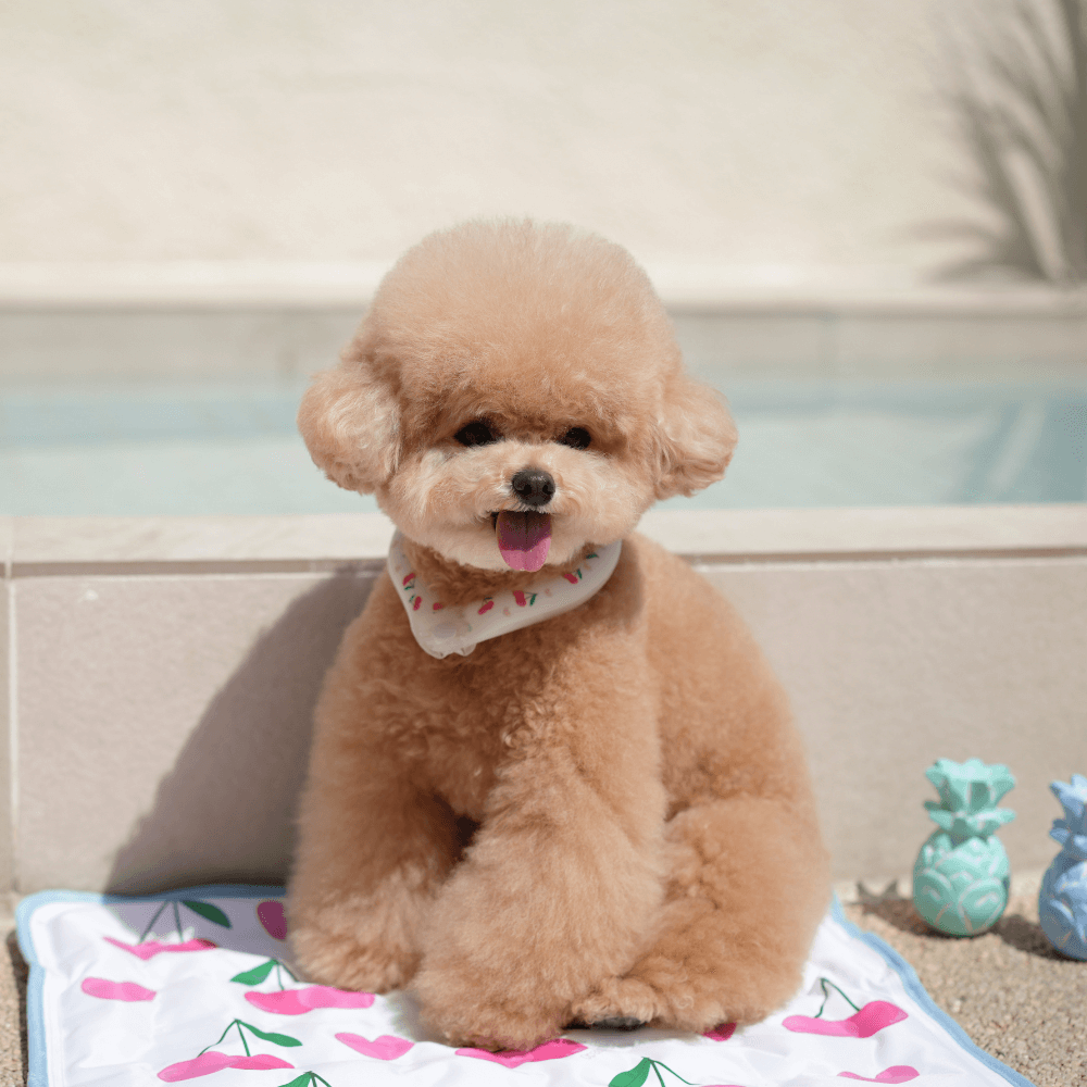 OPAAAP×SUO Ice Cool Ring (Cherry Bomb)