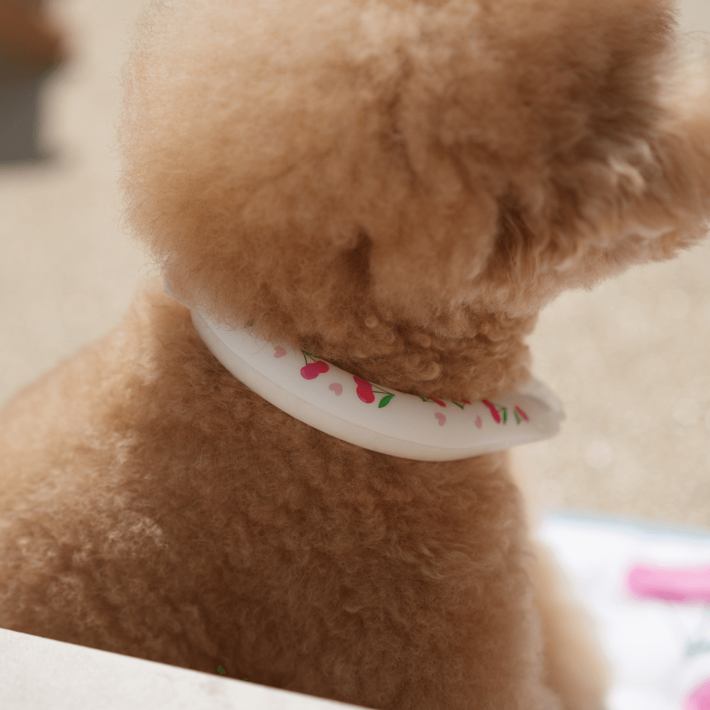 OPAAAP×SUO Ice Cool Ring (Cherry Bomb)