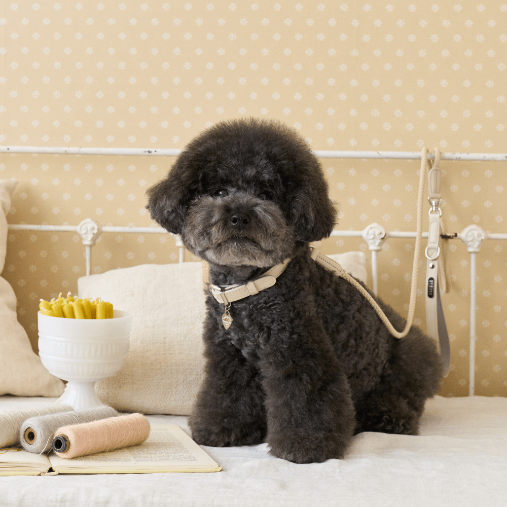 【予約】BLISS ROPE LEASH(Baby Cream)