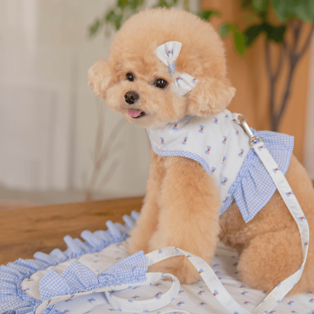 XOXO Candy Harness(Blue)