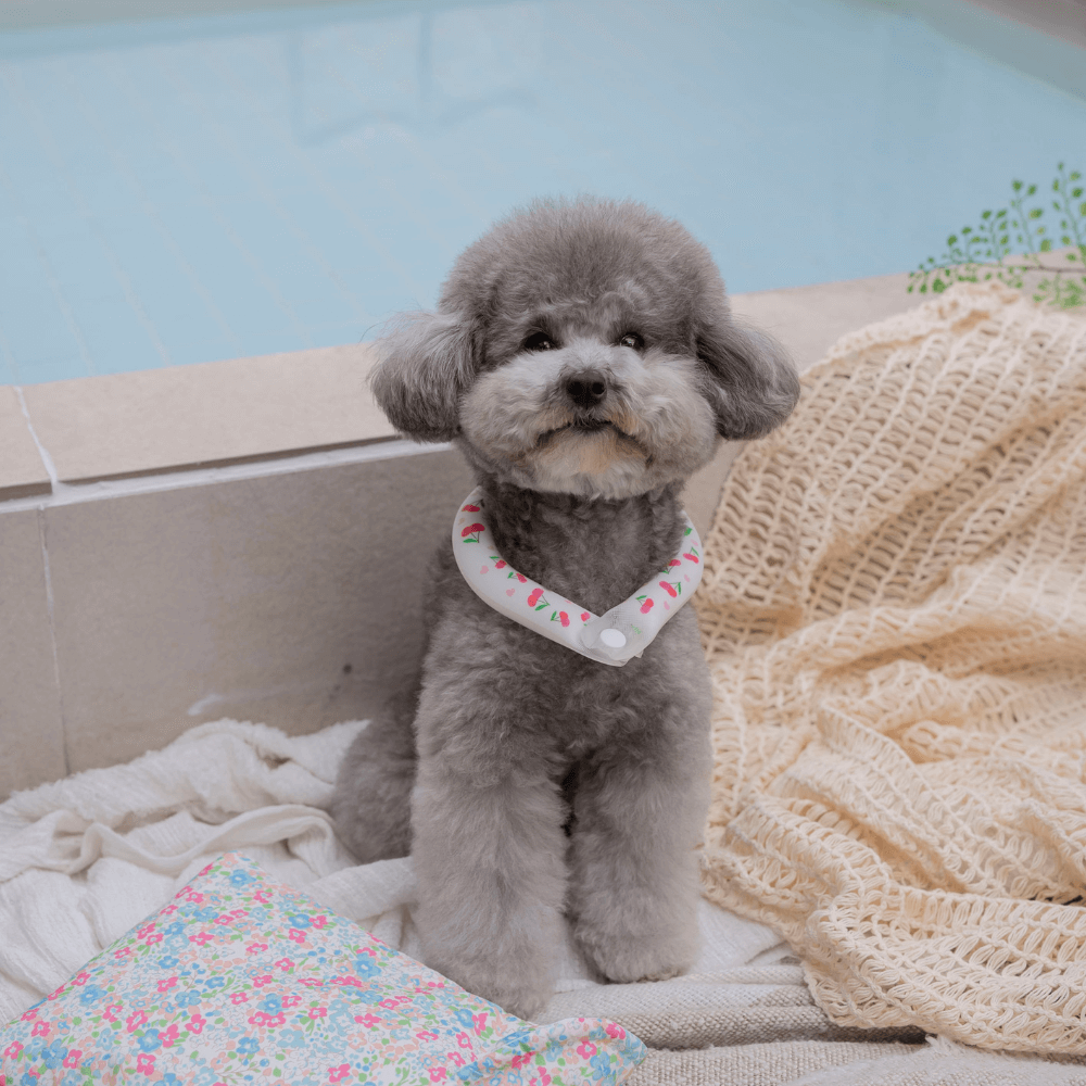 OPAAAP×SUO Ice Cool Ring (Cherry Bomb)