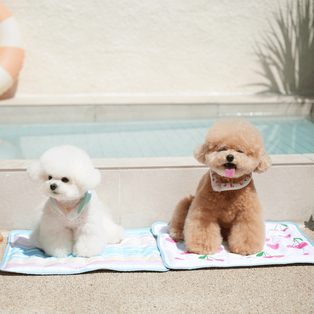 OPAAAP×SUO Ice Cool Ring (Candy Stripe)