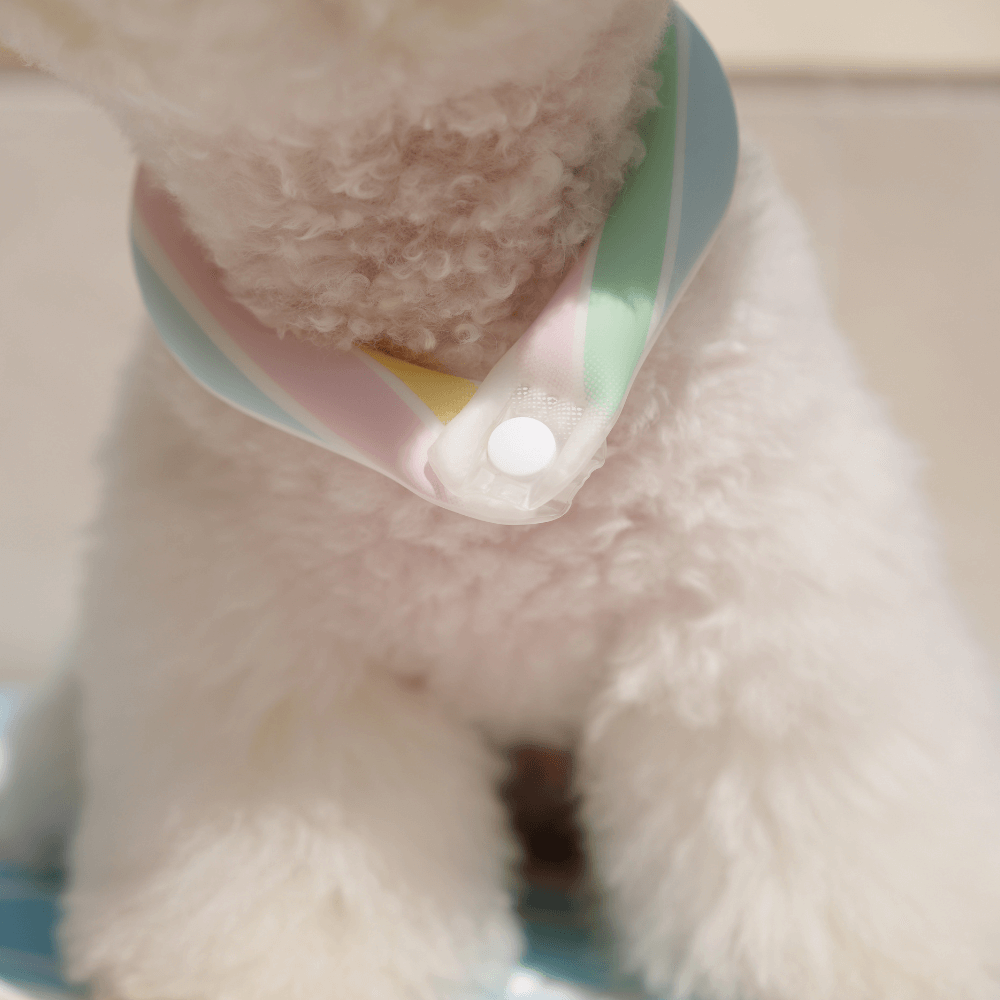 OPAAAP×SUO Ice Cool Ring (Candy Stripe)