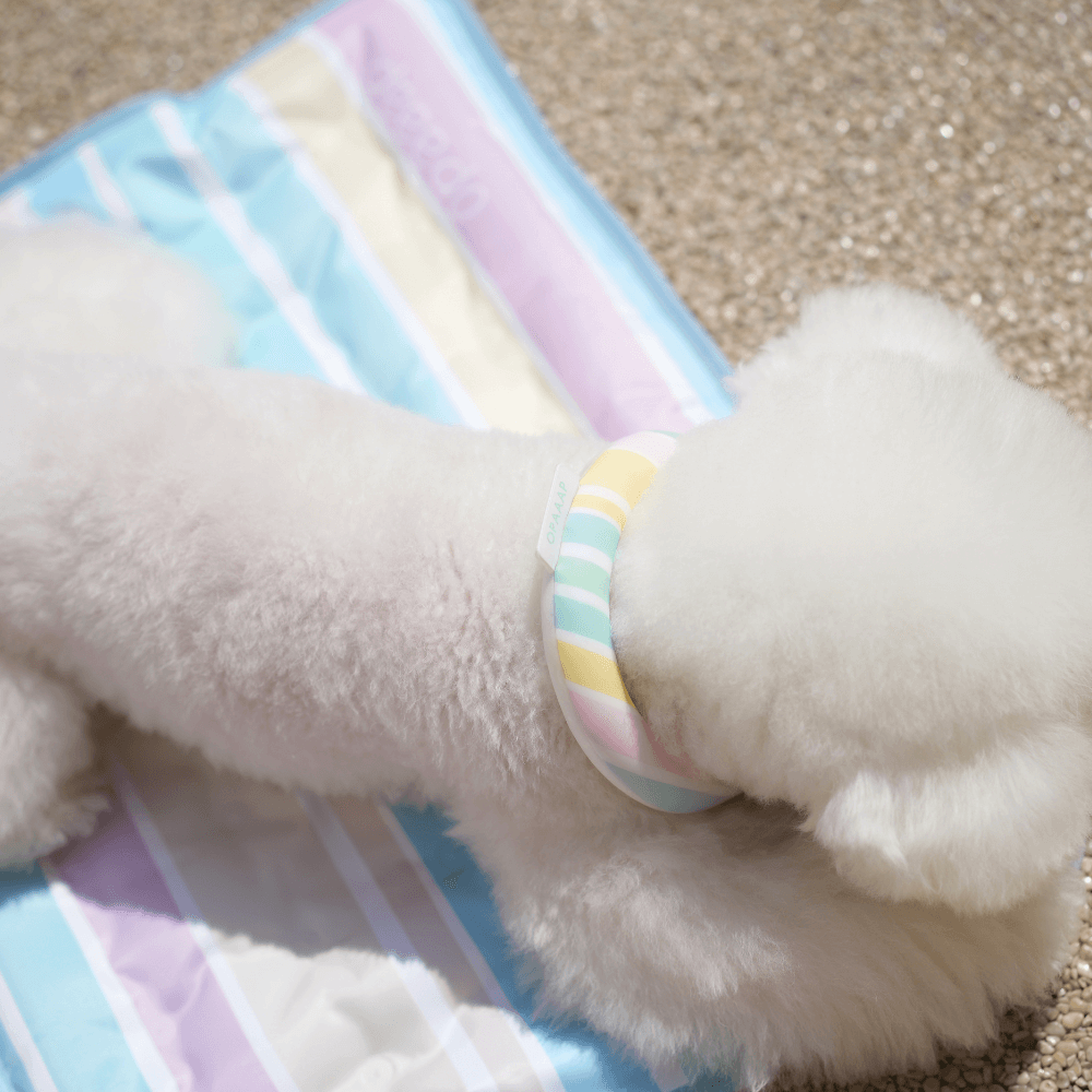 OPAAAP×SUO Ice Cool Ring (Candy Stripe)