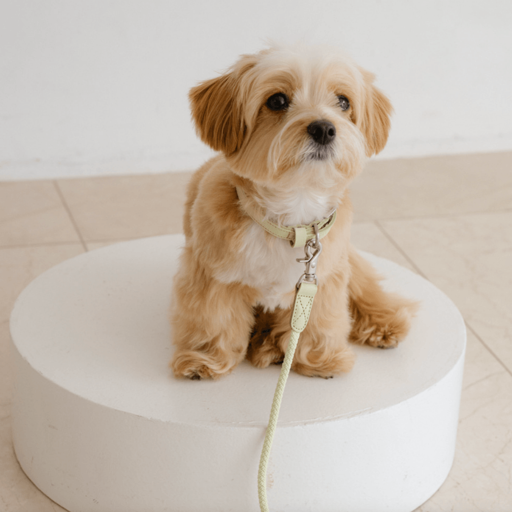 Rope Leash (Pistachio)