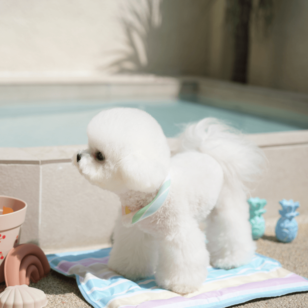 OPAAAP×SUO Ice Cool Ring (Candy Stripe)